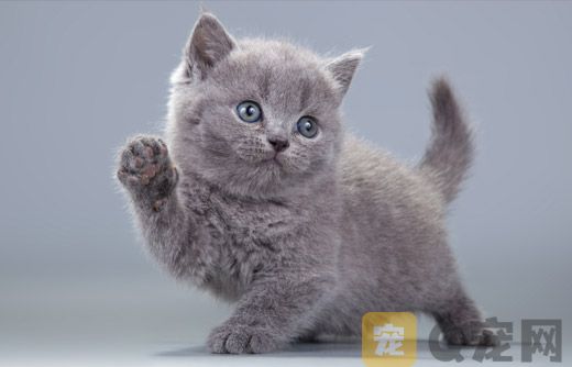 猫咪为何打呼噜？喵星人语言辨析